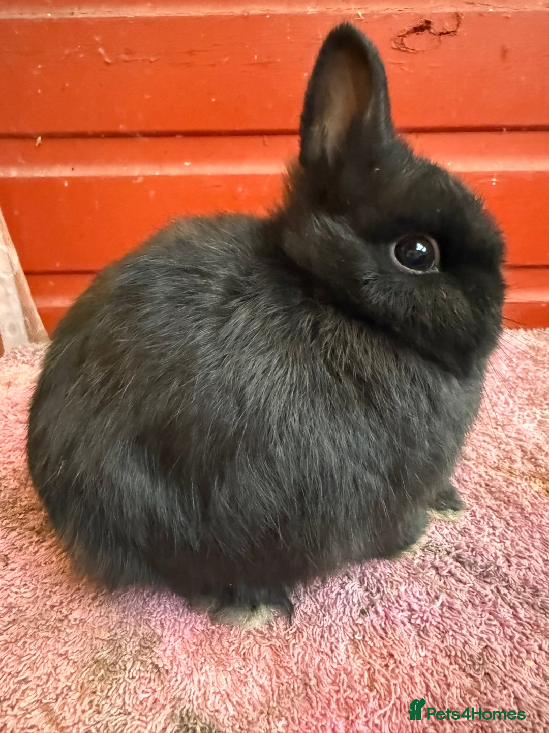 Netherland Dwarf rabbits for sale: Young Netherland Dwarfs - Advert 14