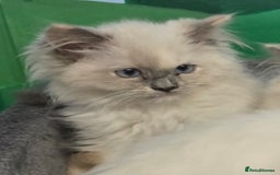 Ragdoll cats for sale: Amazing Ragdoll Babies - Image 20