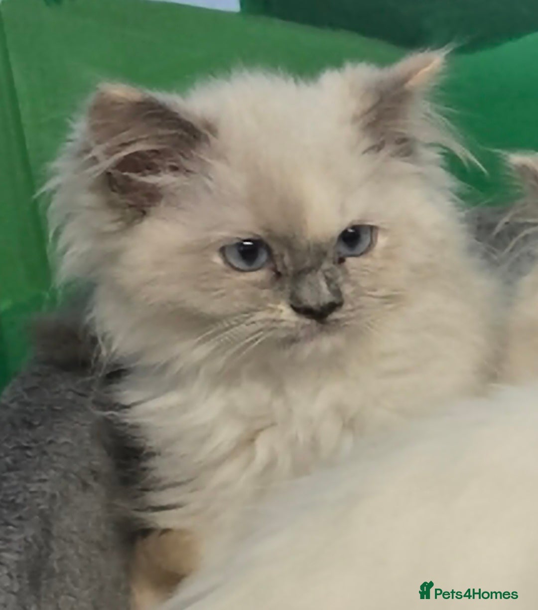 Ragdoll cats for sale: Amazing Ragdoll Babies - Image 20