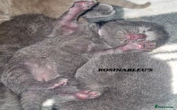 British Shorthair cats for sale:  Gccf British shorthair kittens champion lines 🏆 - Image 30
