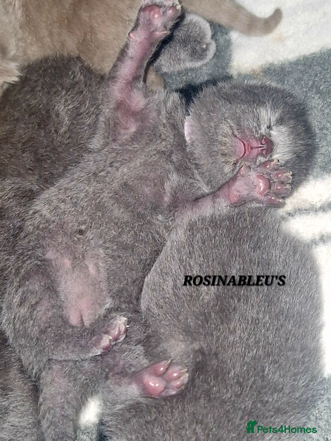 British Shorthair cats for sale:  Gccf British shorthair kittens champion lines 🏆 - Image 30
