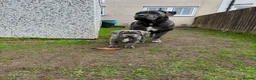 Cane Corso dogs for sale: Champion Bloodline Cane Corso Puppies - Advert 3