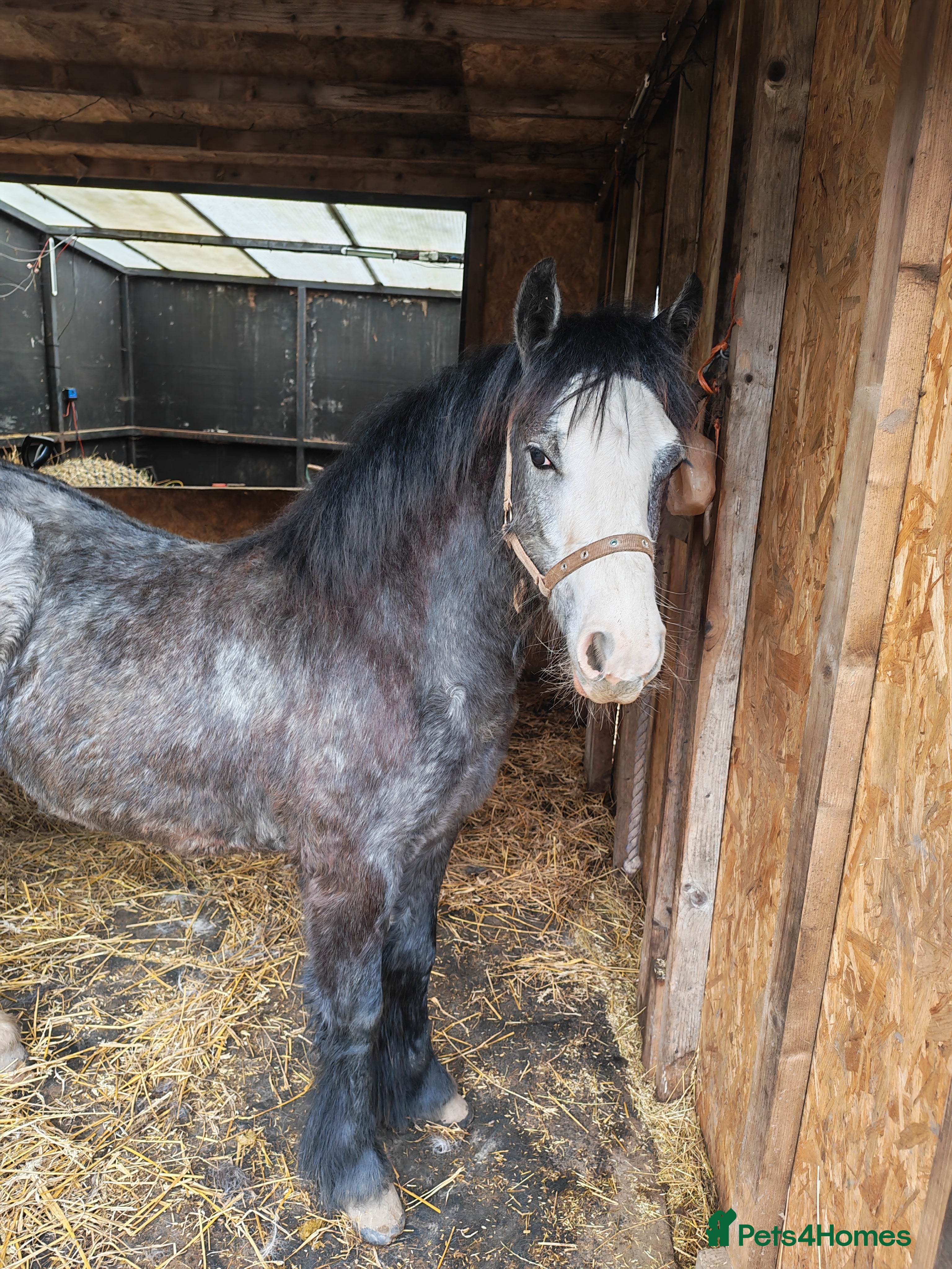 Welsh Section A horses Clover Welsh mountain pony/cob  - Advert 7