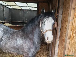 Welsh Section A horses Clover Welsh mountain pony/cob - Advert 7
