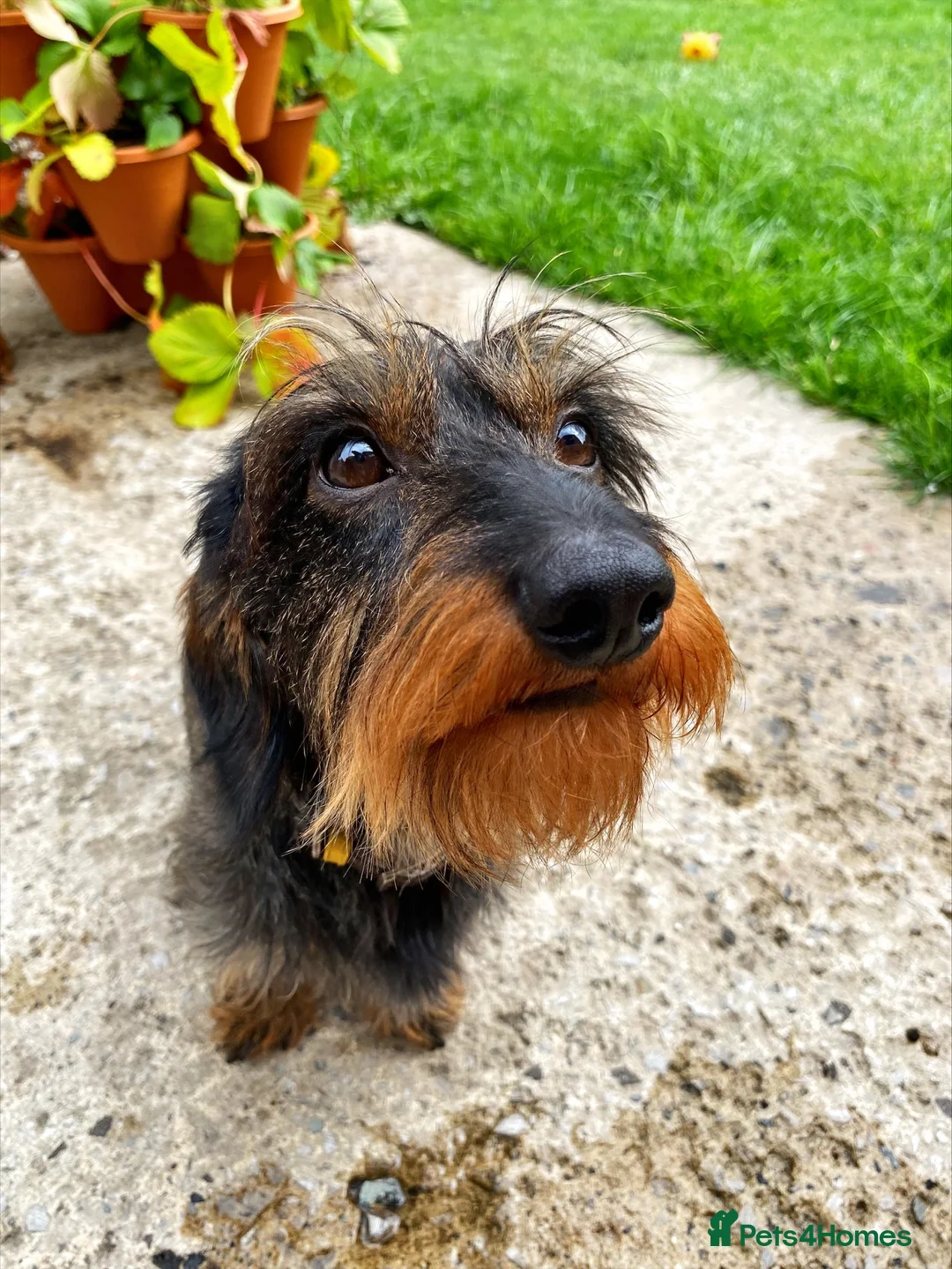 Miniature Dachshund dogs for stud: PROVEN KC wild Boar MINIWIRE HAIRED DACHSHUND in Manchester - Advert 2