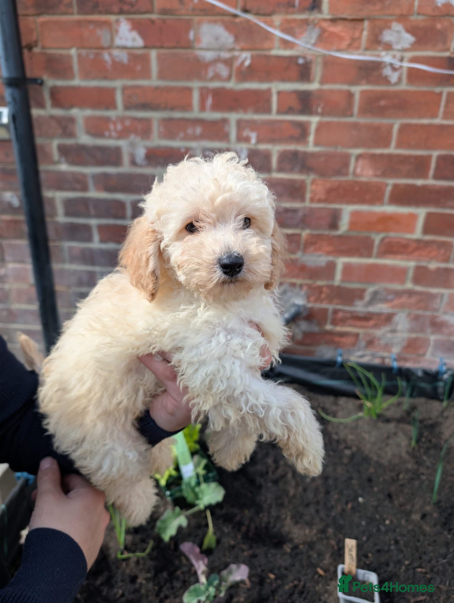 Toy Poodle dogs Ready to go Exceptional Toy poodles for sale - Advert 2