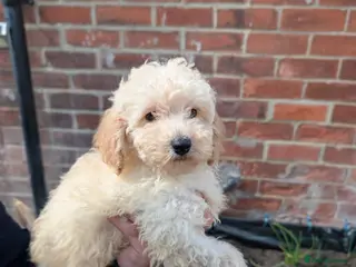Toy Poodle dogs Ready to go Exceptional Toy poodles for sale - Advert 2