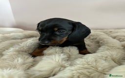 Miniature Dachshund dogs for sale: Two beautiful, sweet natured little boy puppies  - Image 2