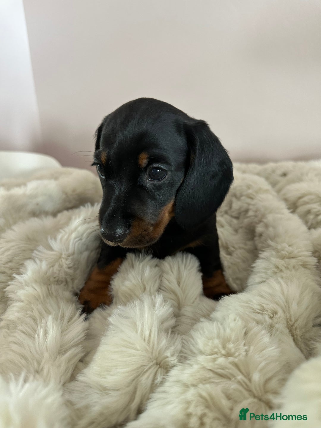 Miniature Dachshund dogs for sale: Two beautiful, sweet natured little boy puppies  - Image 2