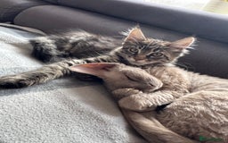 Maine Coon cats for sale: XL pure Maine coon Last female available 💖 in Wellingborough - Image 3