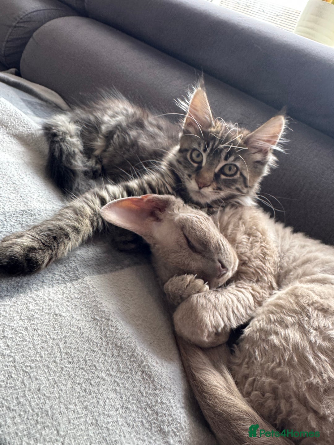Maine Coon cats for sale: XL pure Maine coon Last female available 💖 in Wellingborough - Image 3