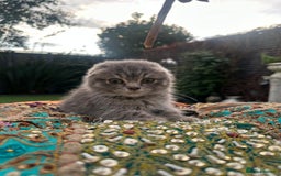 Scottish Fold cats for sale: Scottish folded ear  - Image 6