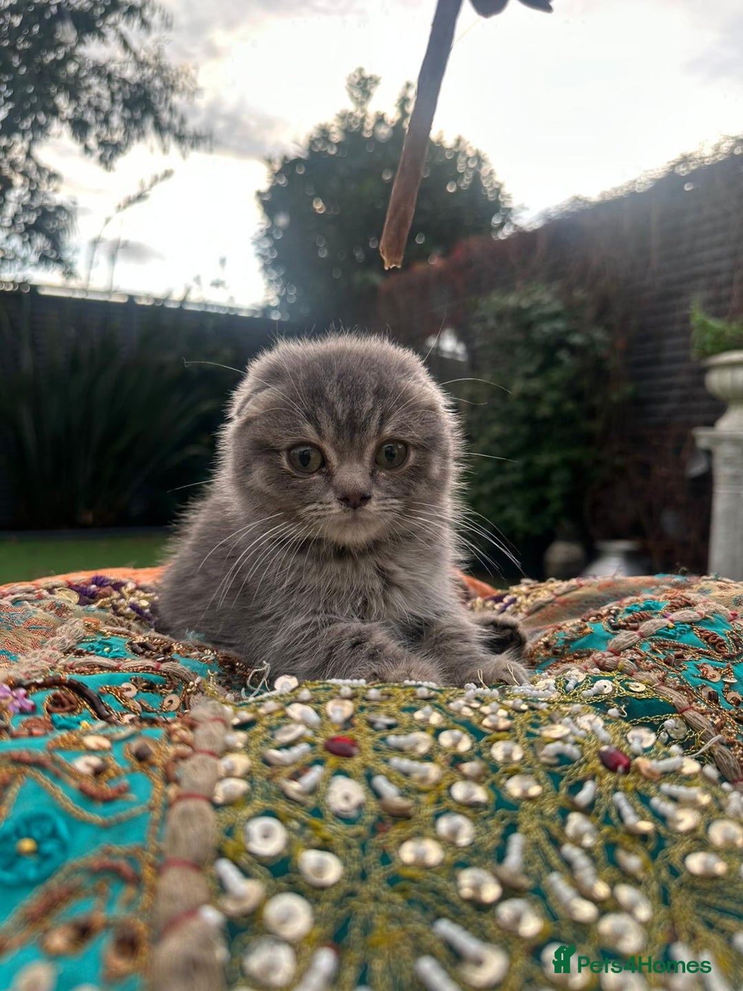 Scottish Fold cats for sale: Scottish folded ear  - Image 6