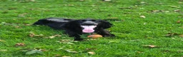 Cocker Spaniel dogs for sale: Wilson in Northampton - Advert 3