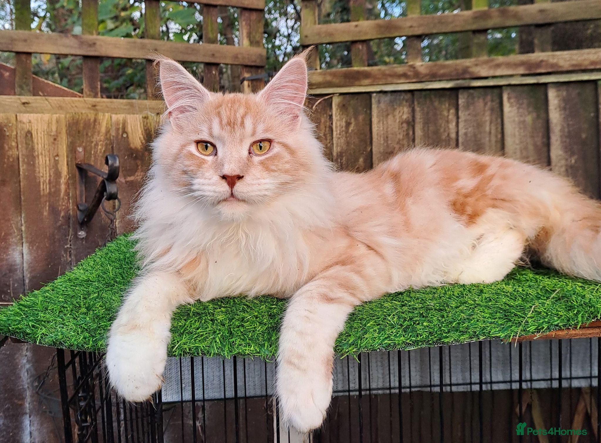Mixed Breed cats Gorgeous Maine coon Cross Fluffy Kittens 😍 - Advert 1
