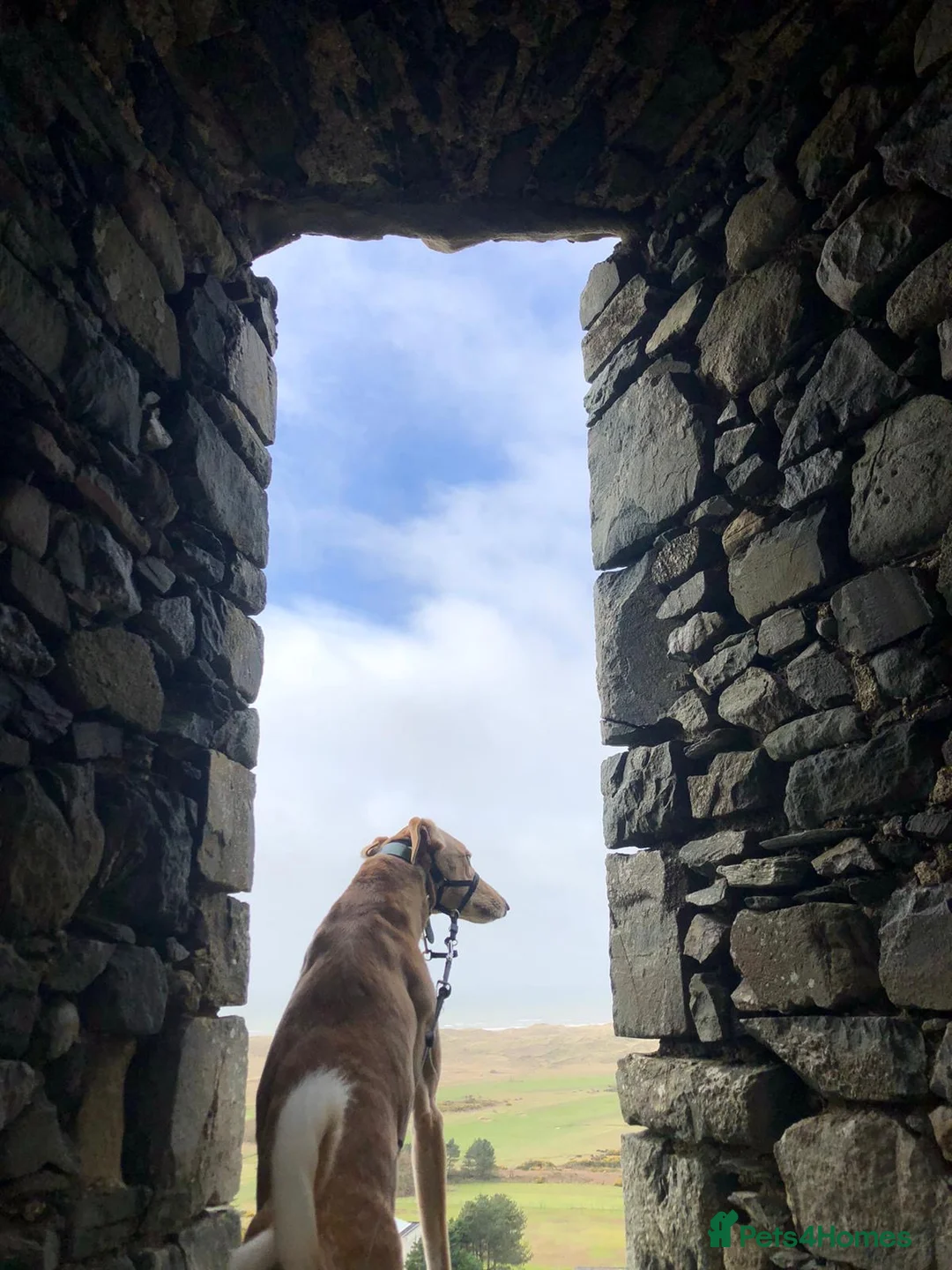 Mixed Breed dogs for sale: Loving 7 Year Old Lurcher - Advert 7