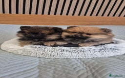 Pomeranian dogs for sale: Beautiful Pomeranian Puppies - Advert 4