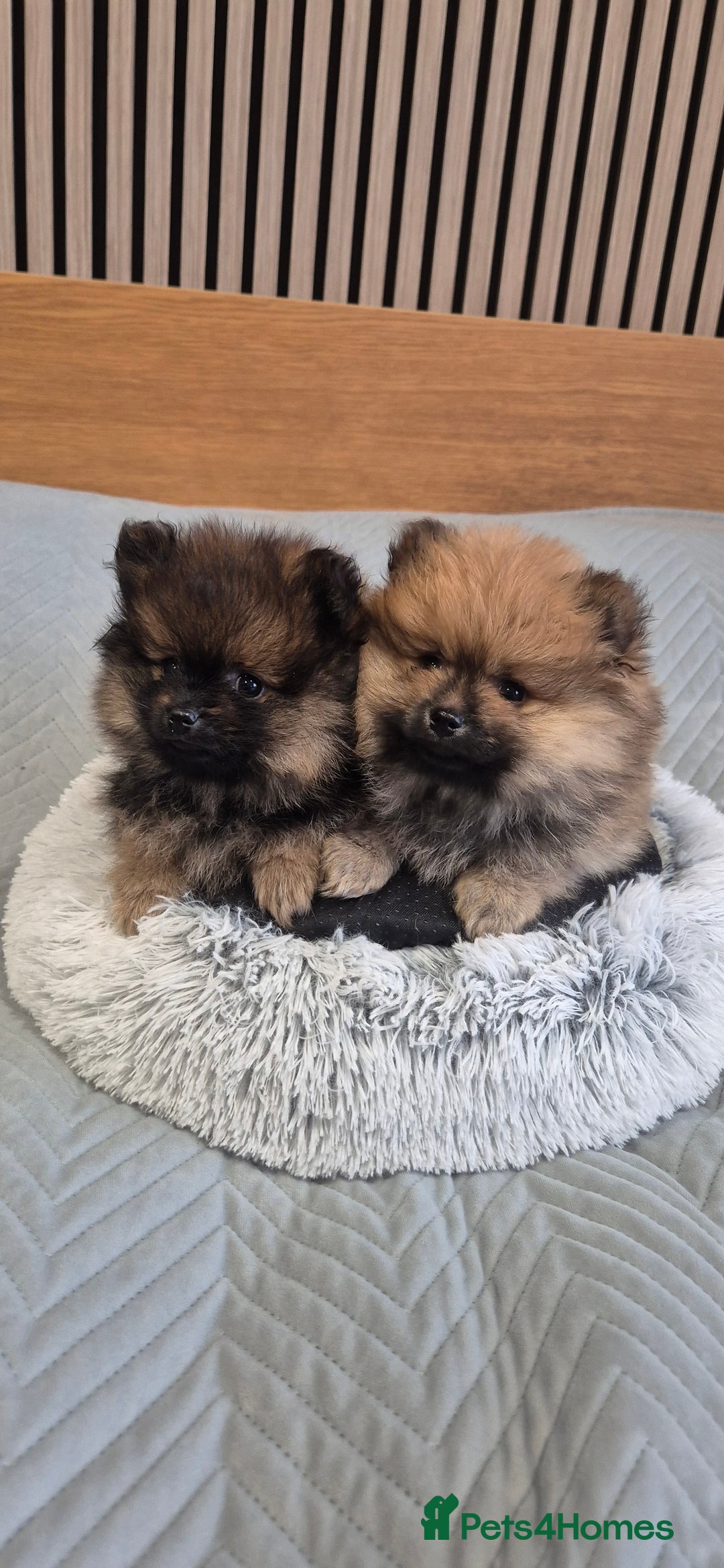 Pomeranian dogs for sale: Beautiful Pomeranian Puppies - Advert 4