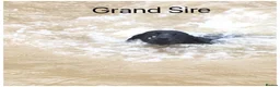 Labrador Retriever dogs for sale: READY NOW Beautiful KC reg girls - health tested - Advert 16