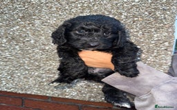 Cockapoo dogs for sale: Cockapoo puppies - Image 23