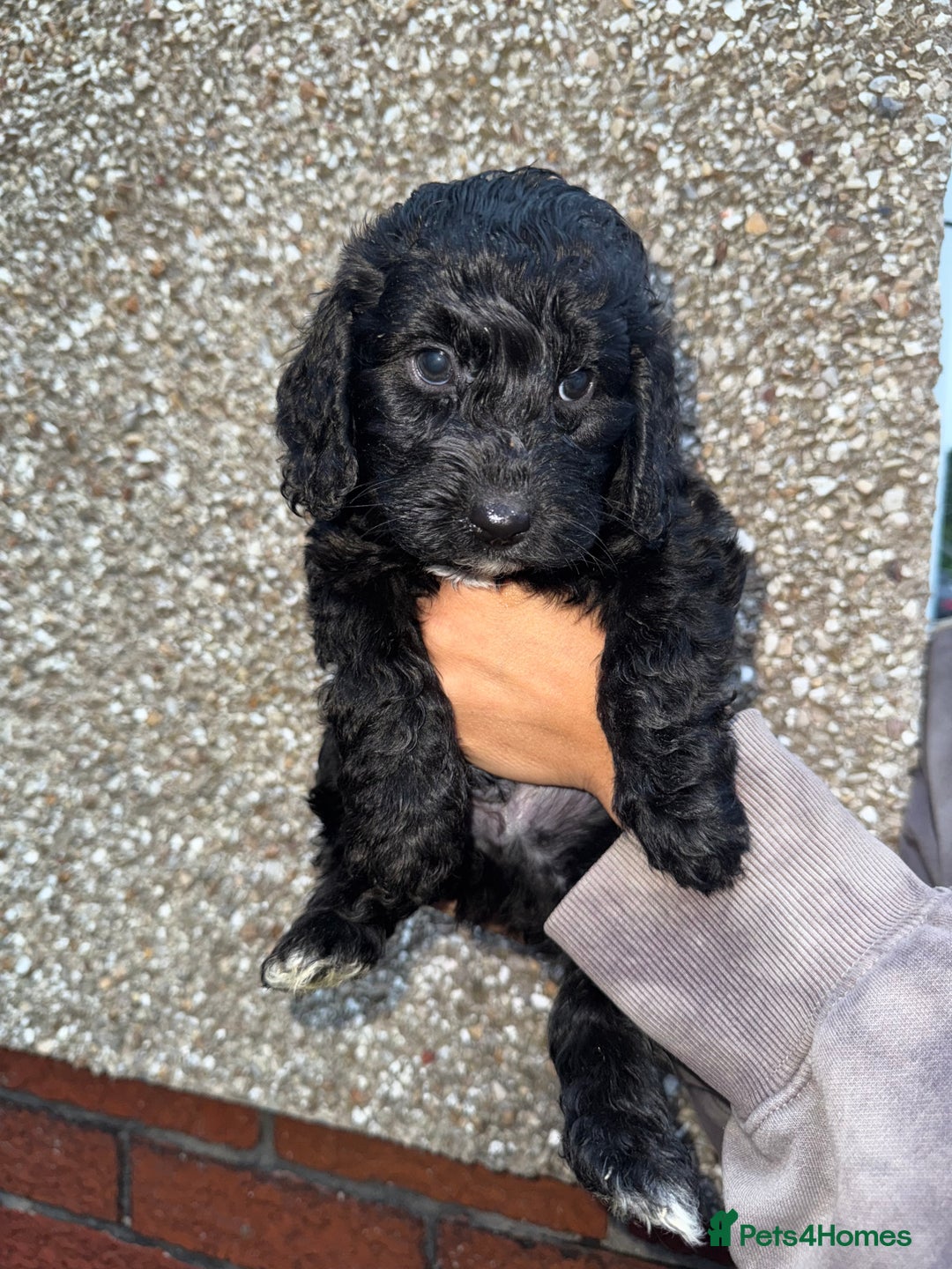 Cockapoo dogs for sale: Cockapoo puppies - Image 23