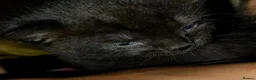 Bombay cats for sale: Adorable Black Kittens – Ready Now 🐾 in Cardiff - Advert 13