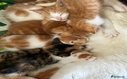 Mixed Breed cats for sale: Mixed litter  - Image 3