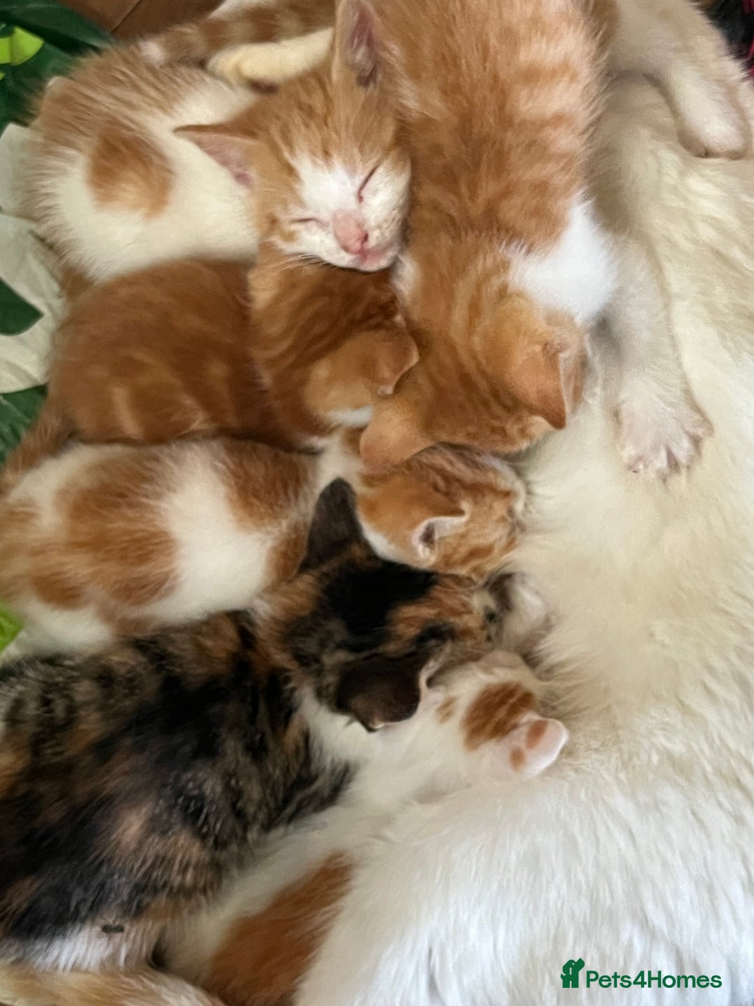 Mixed Breed cats for sale: Mixed litter  - Image 3