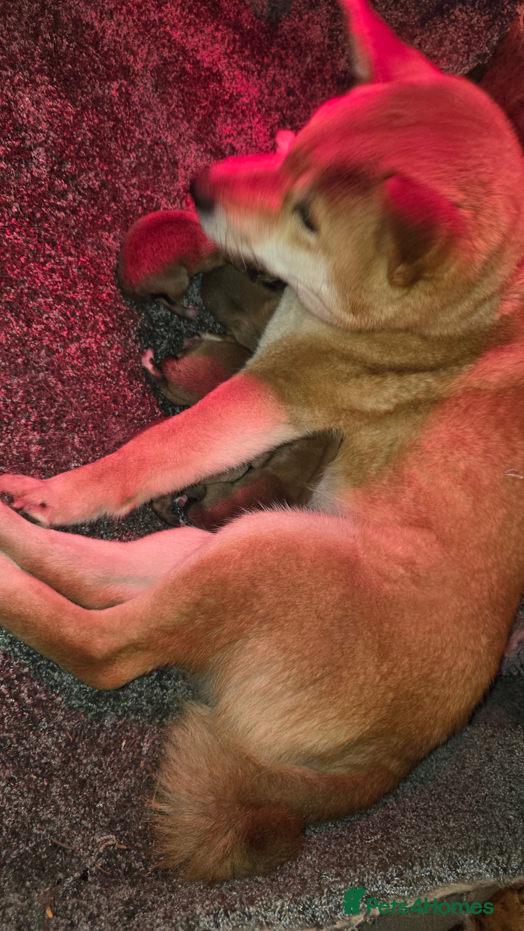 Japanese Shiba Inu dogs for sale: KC Reg Japanese Shiba inu Puppies - Advert 2