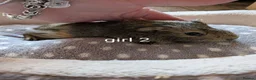 Guinea Pig rodents for sale: Baby girl guinea pigs ready now - Advert 5