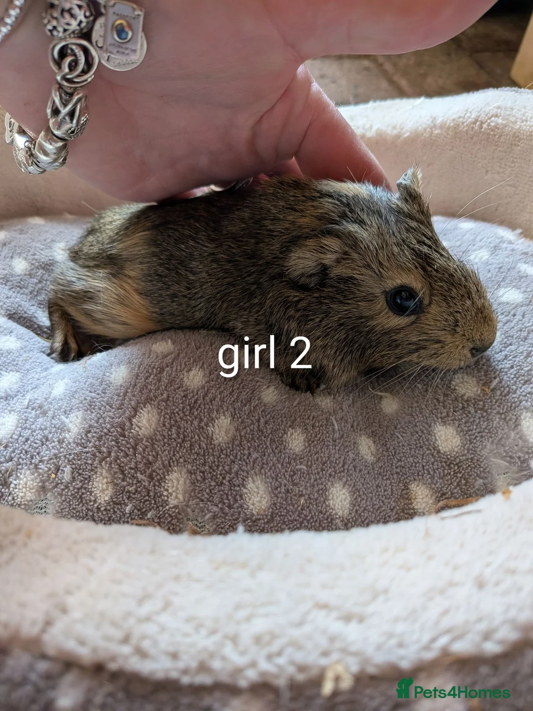 Guinea Pig rodents for sale: Baby girl guinea pigs ready now - Advert 5