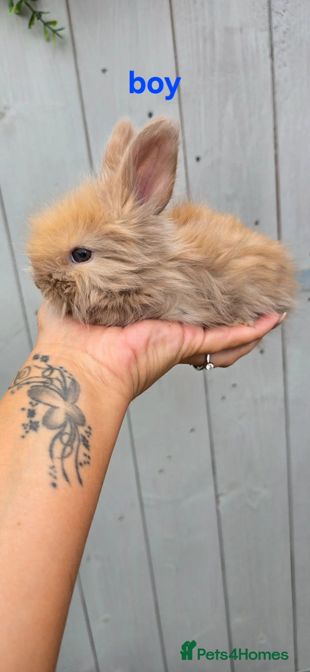 Angora rabbits for sale: 🐰English angora last boy ready now🐰 - Advert 14