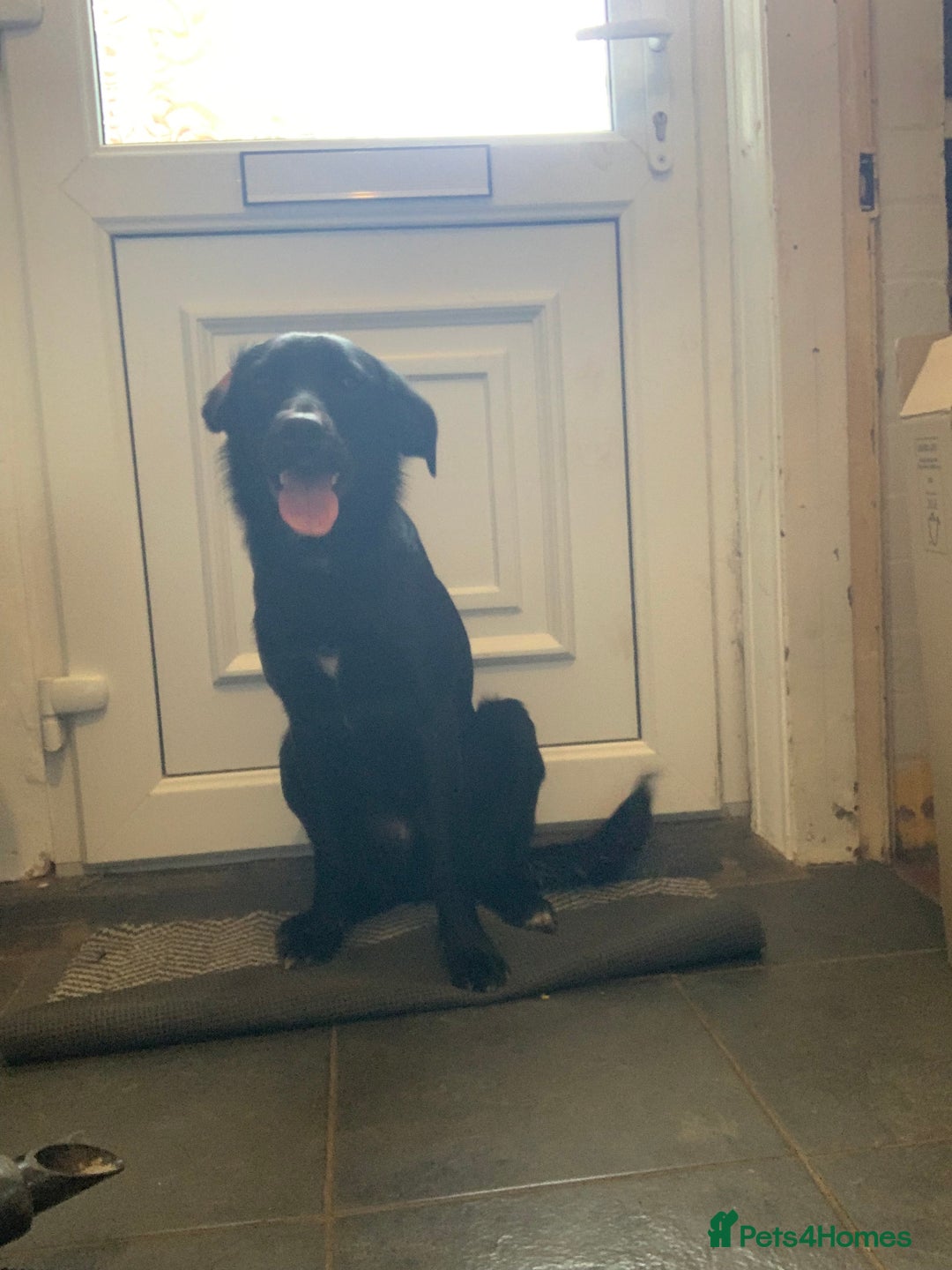 Mixed Breed dogs for sale: Rex (black and white)  - Advert 4