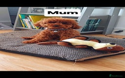 Toy Poodle dogs for sale: Charming Toy Poodle Puppies - Image 34