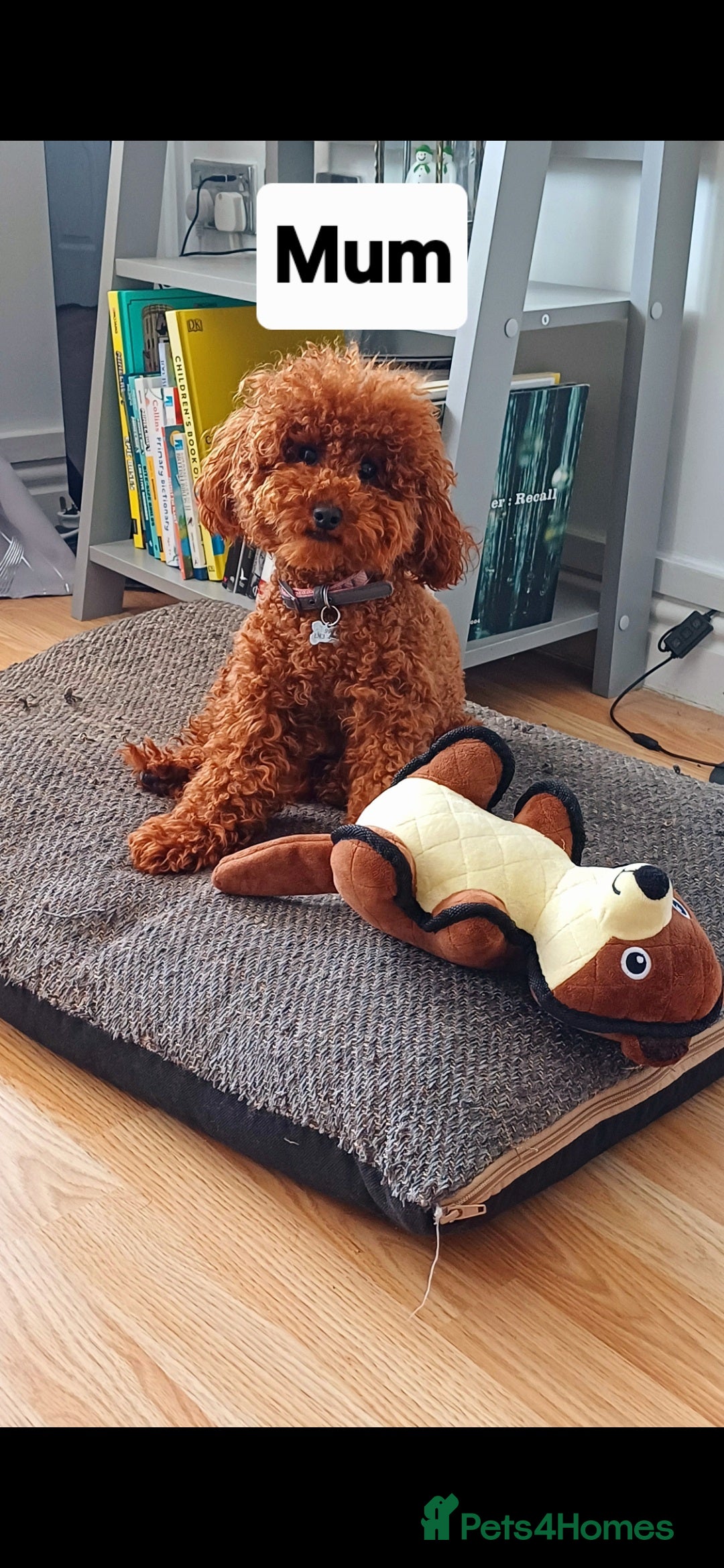 Toy Poodle dogs for sale: Charming Toy Poodle Puppies - Image 34