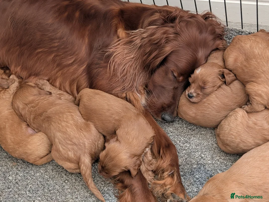 Irish Doodle dogs for sale: Beautiful F1 miniature Irish doodles  - Advert 16