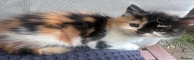 Mixed Breed 1