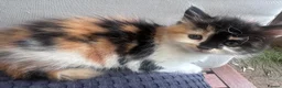 Mixed Breed cats for sale: Adorable kittens looking for their forever homes - Advert 6
