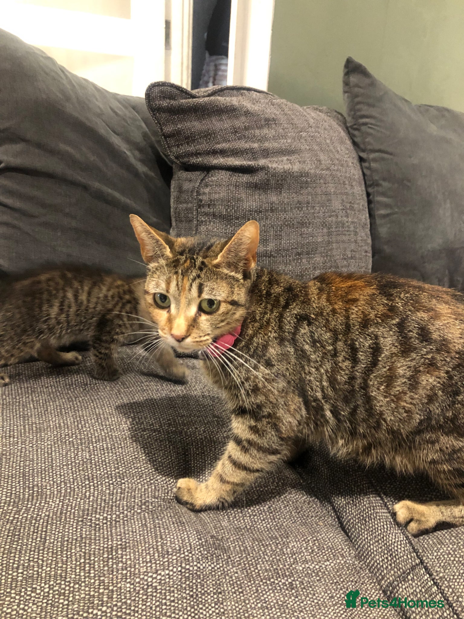 Bengal cats for sale: Bengal cross male kittens  - Advert 8