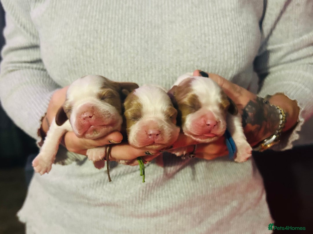 Cavalier King Charles Spaniel dogs for sale: 5 beautiful CKCS ❤️ - Advert 10