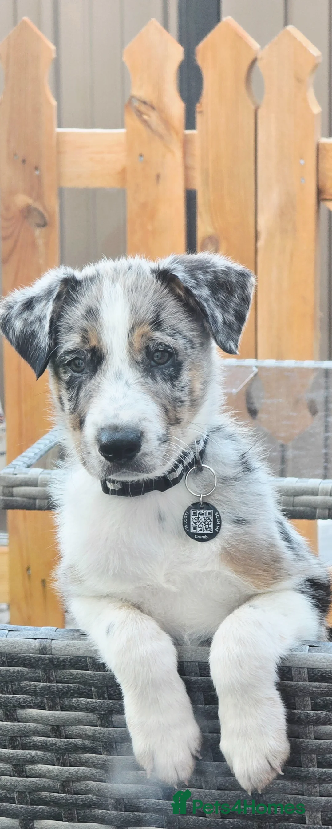 Border Collie dogs for sale: Blue merle border collie  in Abergele - Advert 1