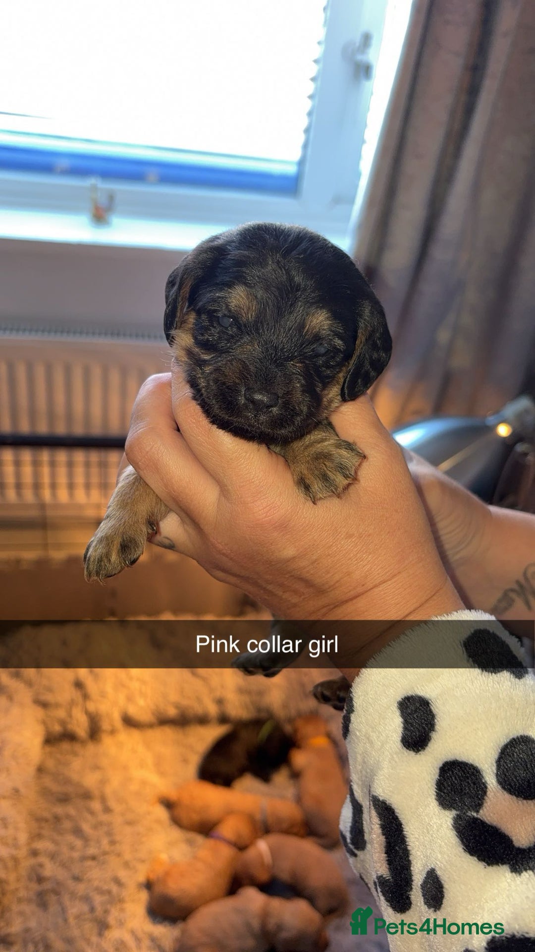 Cavapoochon dogs for sale: Cavapoochon puppies  - Advert 20