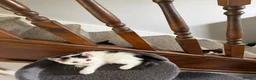 Mixed Breed cats for sale: Four kittens - Advert 24