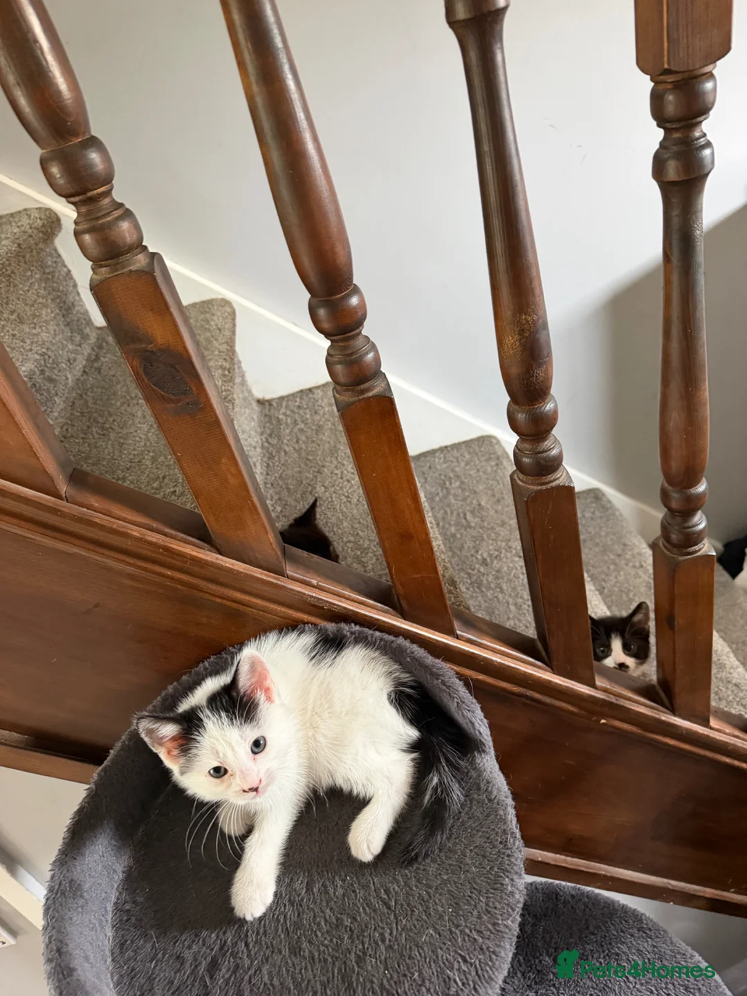Mixed Breed cats for sale: Four kittens - Advert 24