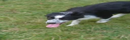 Border Collie dogs for sale: Border collie dogs for sale  in Machynlleth - Advert 6