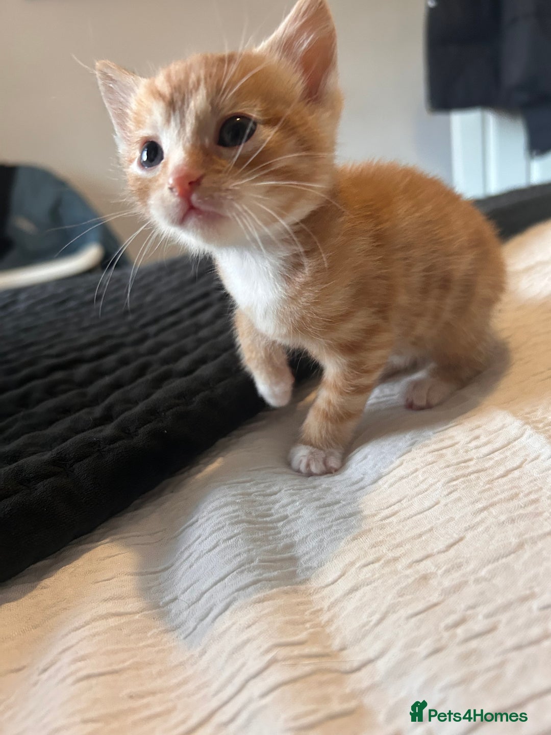 Mixed Breed cats for sale: Mixed breed kittens for sale ALL MALES  - Advert 2