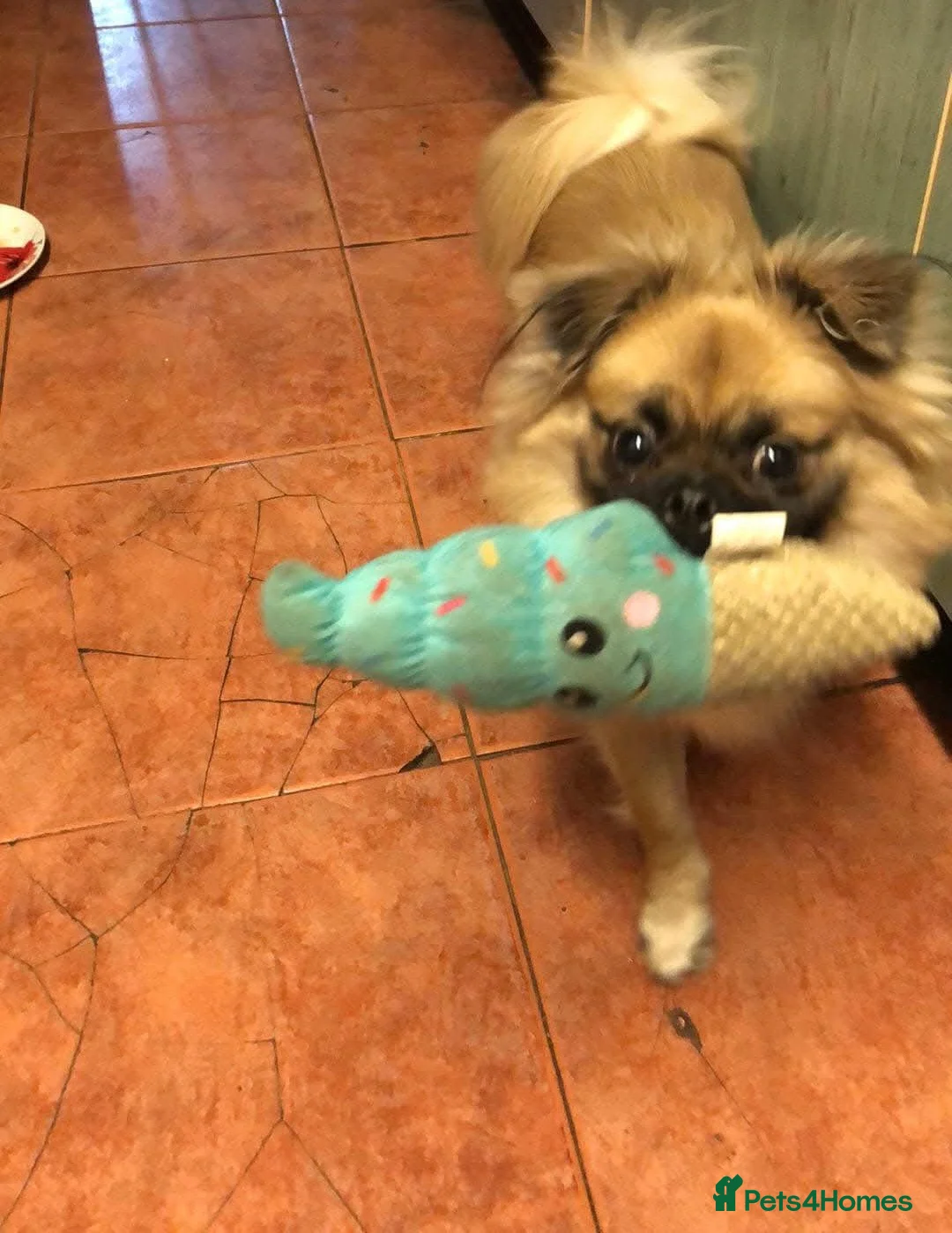 Mixed Breed dogs for sale: Happy Small Pomeranian Cross Pug Puppy  in Evesham - Advert 5