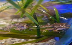 Other/Mixed Breed fish for sale: Fish Stock List - Updated Regularly  - Image 30