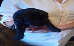 Labrador Retriever dogs for sale: Beautiful litter of labradors  - Image 8