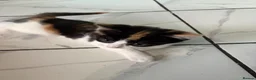 Mixed Breed cats for sale: 3 Beautiful Kittens Looking for Loving Homes  - Advert 9